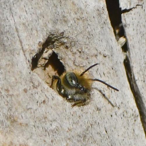 Réf. 225 429 : Osmia sp.